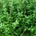 车厘子树苗当年结果南方北方种植樱桃树大樱桃苗嫁接苗果苗果