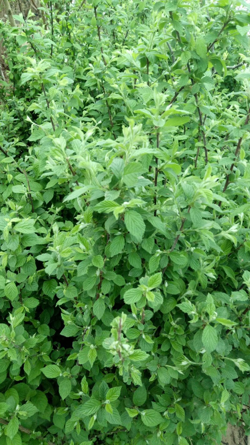 车厘子树苗当年结果南方北方种植樱桃树大樱桃苗嫁接苗果苗果