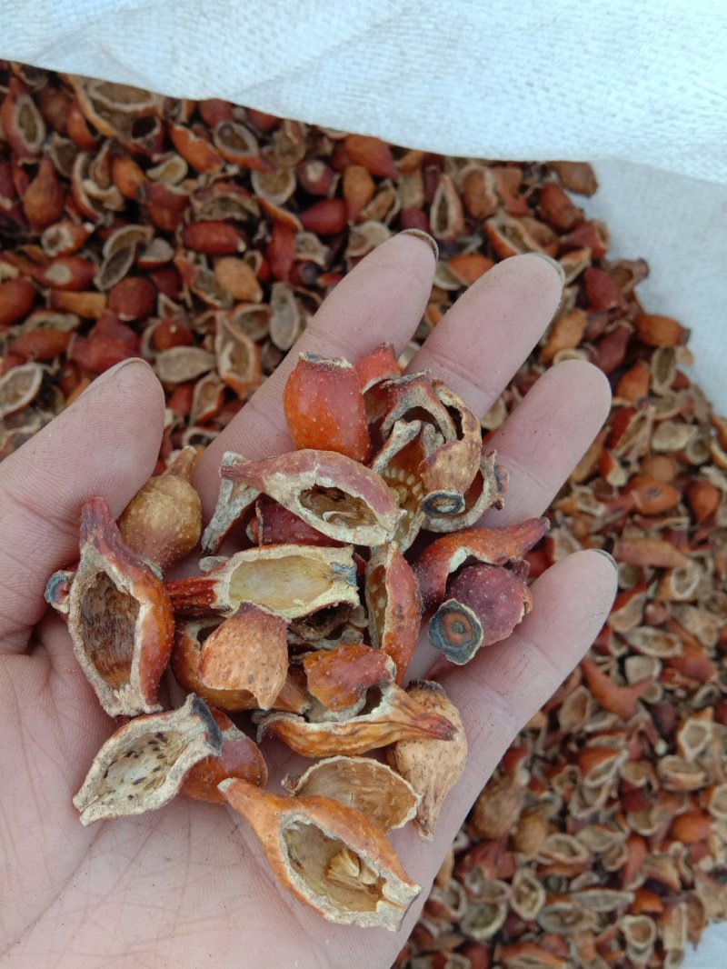 批发中药材金樱子肉