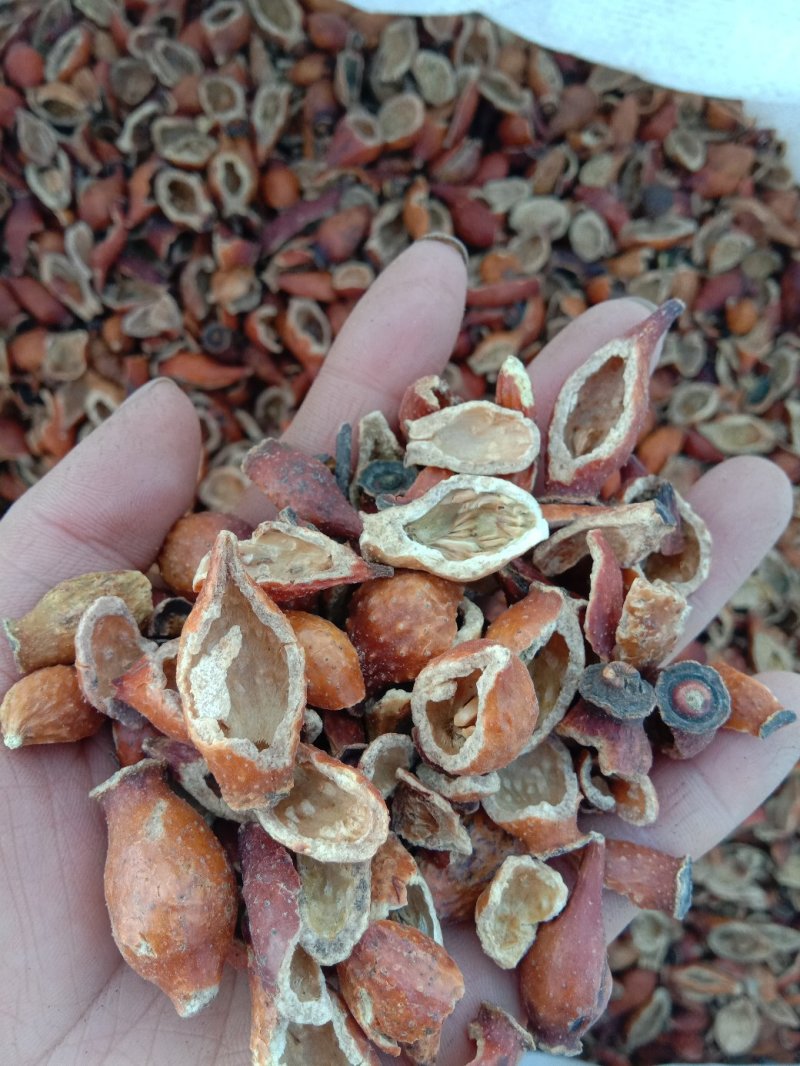 批发中药材金樱子肉