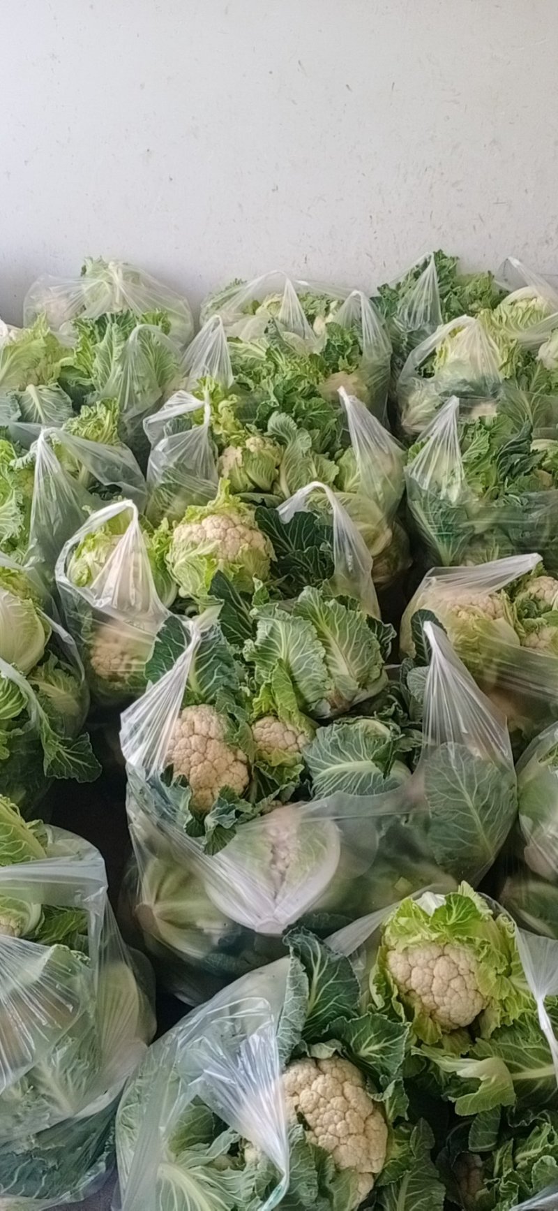 陕西汉中菜花乳白色，产地直供，价格优惠欢迎各地客商前来考察