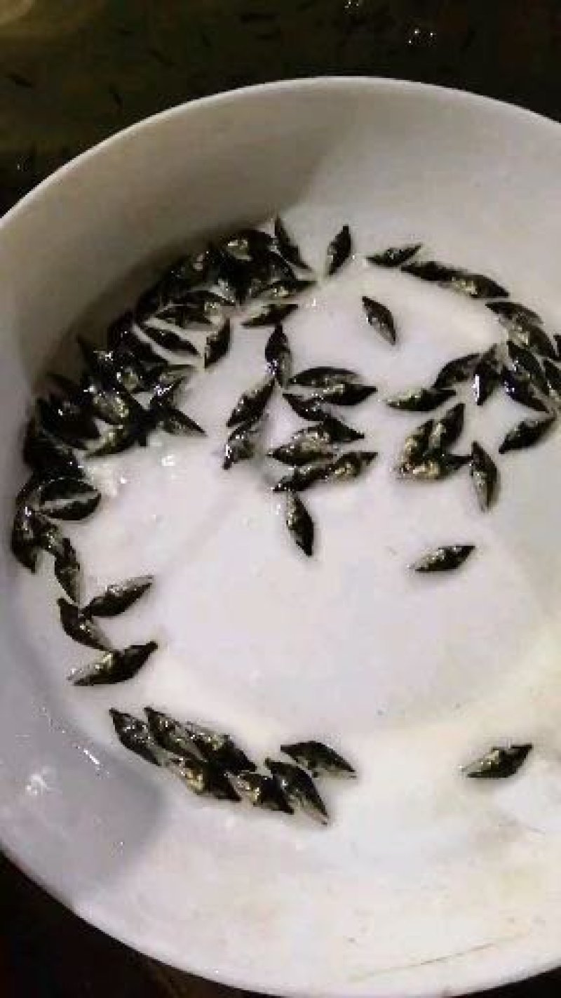 桂花鱼苗规格齐全欢迎采购。。。。。。。。