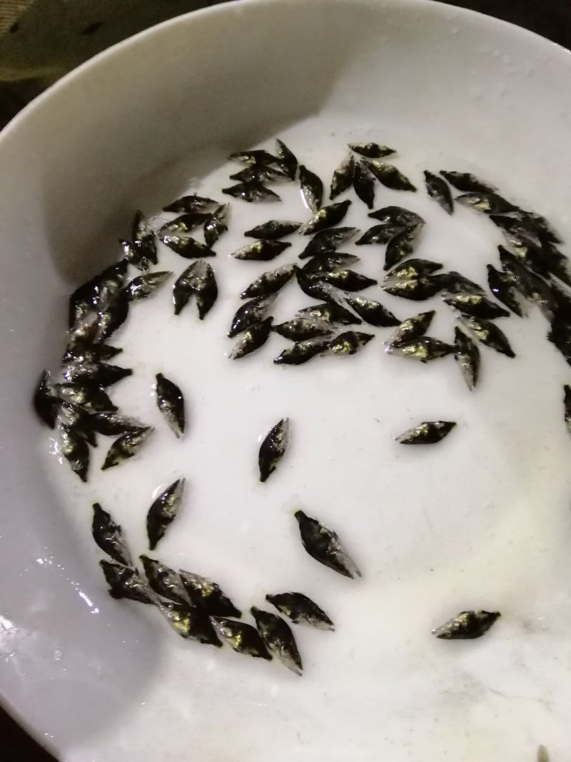 桂花鱼苗规格齐全欢迎采购。。。。。。。。