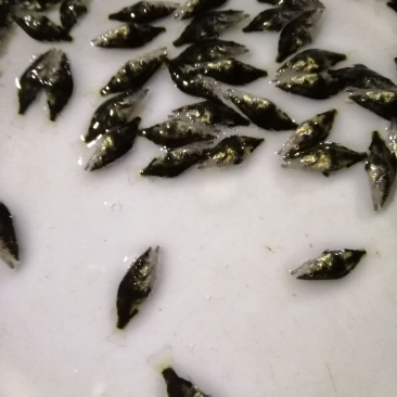 桂花鱼苗规格齐全欢迎采购。。。。。。。。
