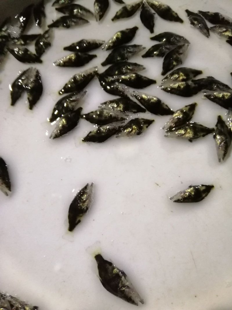 桂花鱼苗规格齐全欢迎采购。。。。。。。。