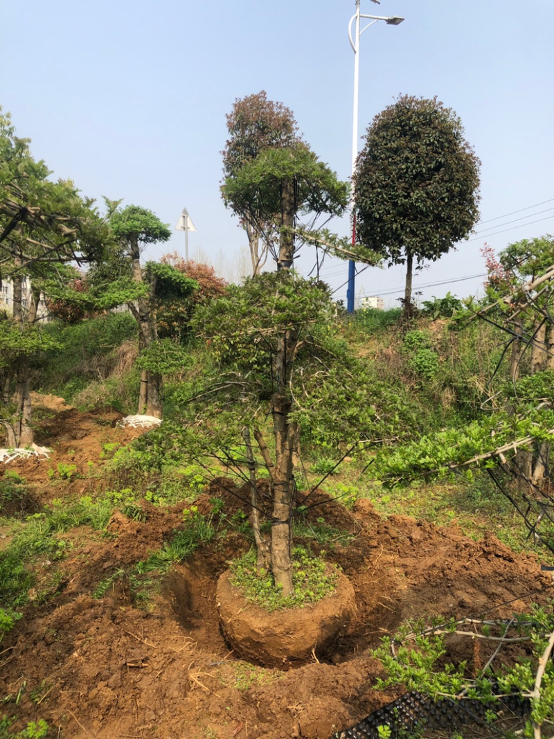 对节白蜡8-80公分。京山一手货源。欢迎咨询。