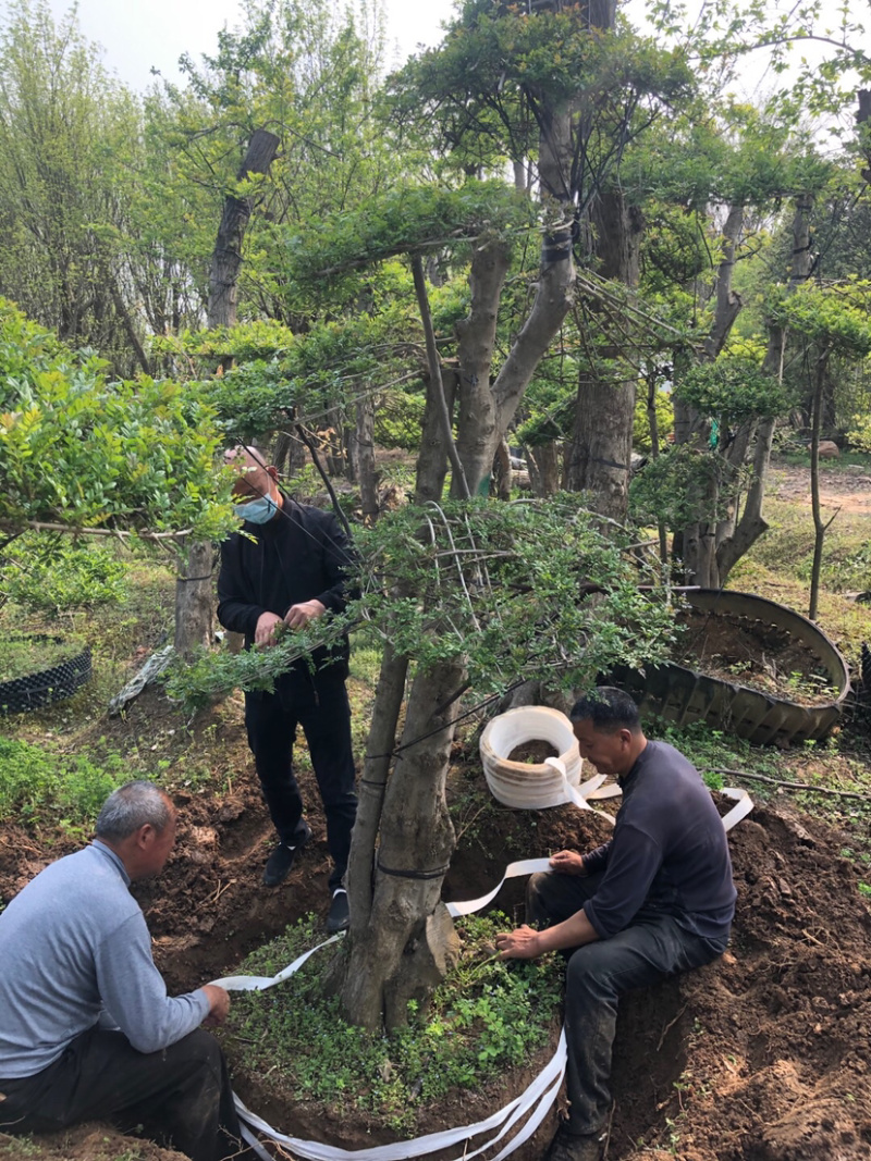 对节白蜡8-80公分。京山一手货源。欢迎咨询。
