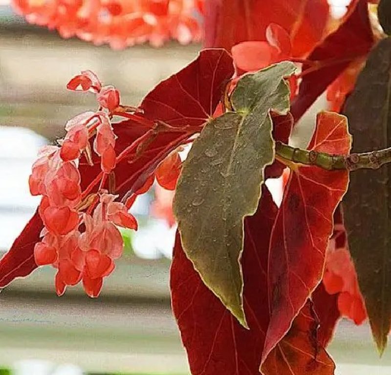 竹节海棠花四季斑点秋海棠花苗室内客厅阳台盆栽花卉绿植开花