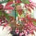 竹节海棠花四季斑点秋海棠花苗室内客厅阳台盆栽花卉绿植开花