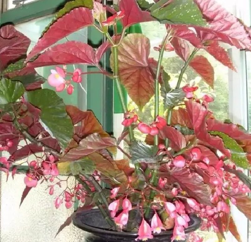 竹节海棠花四季斑点秋海棠花苗室内客厅阳台盆栽花卉绿植开花