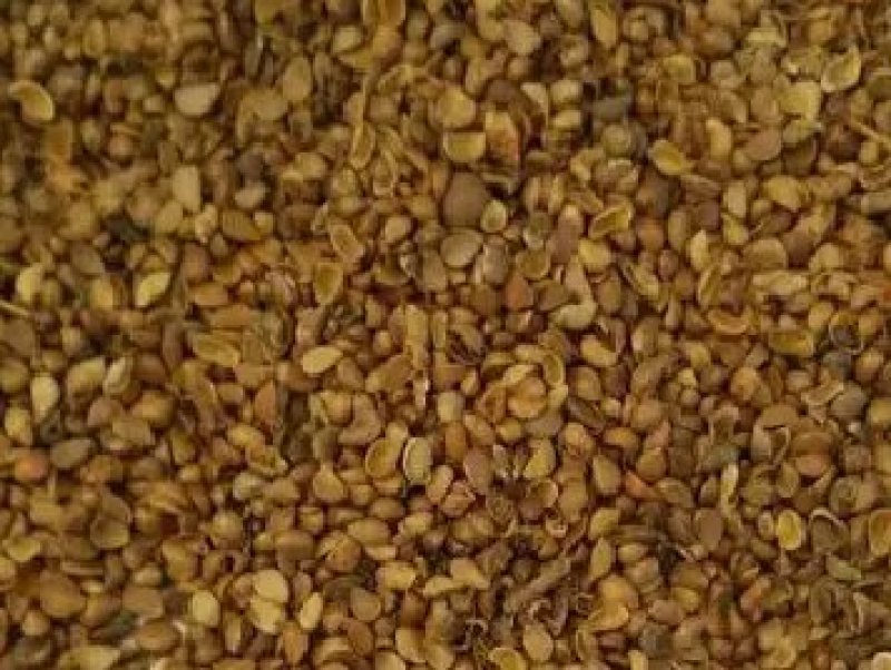 竹节海棠花四季斑点秋海棠花苗室内客厅阳台盆栽花卉绿植开花