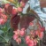 竹节海棠花四季斑点秋海棠花苗室内客厅阳台盆栽花卉绿植开花