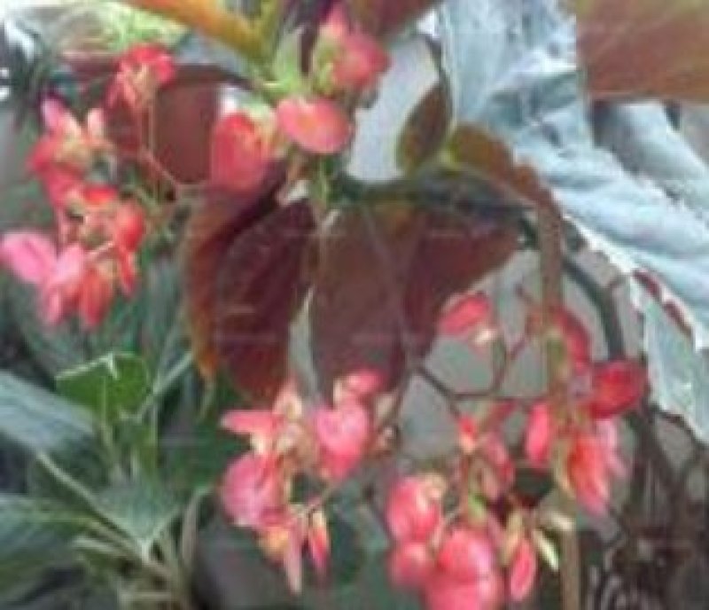 竹节海棠花四季斑点秋海棠花苗室内客厅阳台盆栽花卉绿植开花
