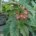 竹节海棠花四季斑点秋海棠花苗室内客厅阳台盆栽花卉绿植开花