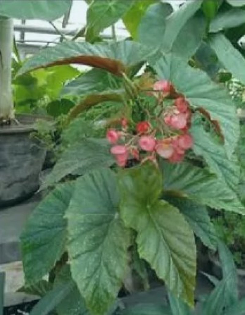 竹节海棠花四季斑点秋海棠花苗室内客厅阳台盆栽花卉绿植开花