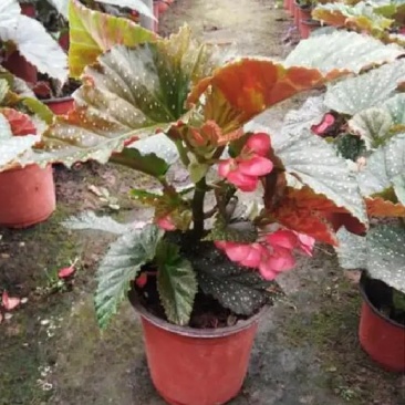竹节海棠花四季斑点秋海棠花苗室内客厅阳台盆栽花卉绿植开花