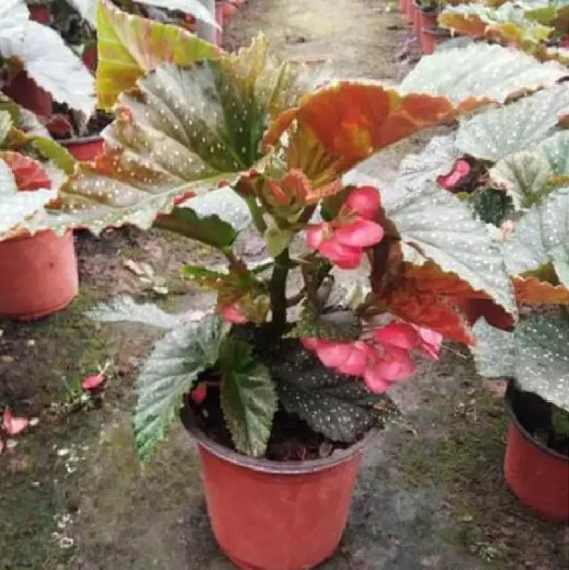 竹节海棠花四季斑点秋海棠花苗室内客厅阳台盆栽花卉绿植开花
