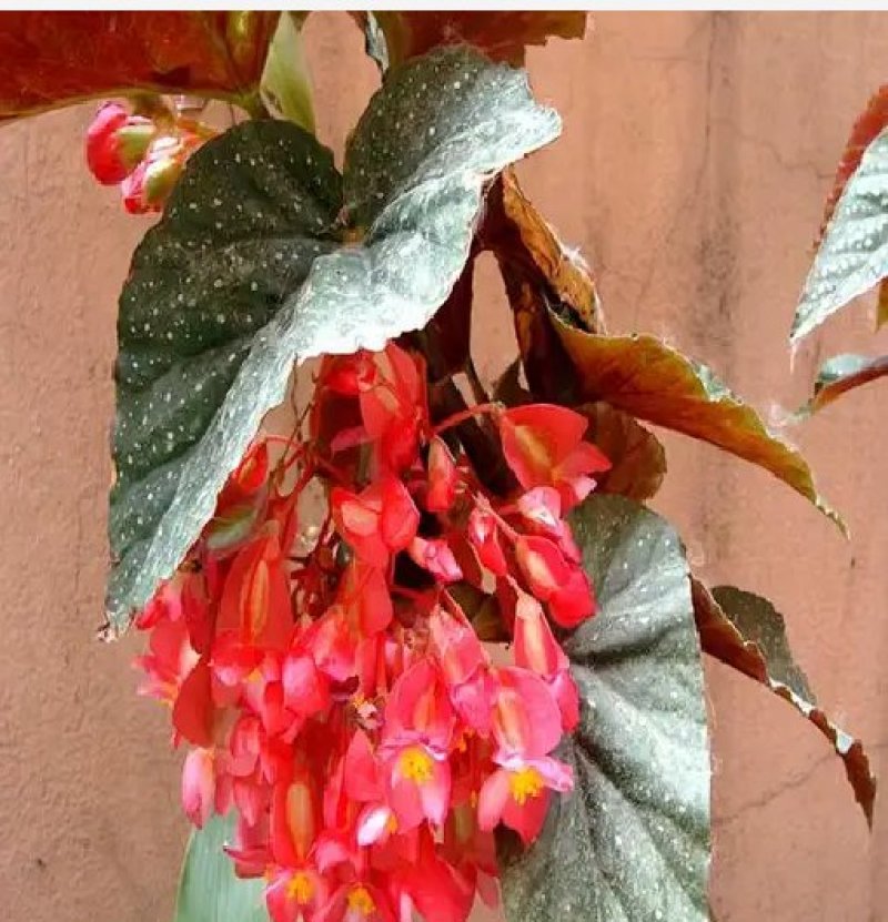 竹节海棠花四季斑点秋海棠花苗室内客厅阳台盆栽花卉绿植开花