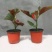 竹节海棠花四季斑点秋海棠花苗室内客厅阳台盆栽花卉绿植开花