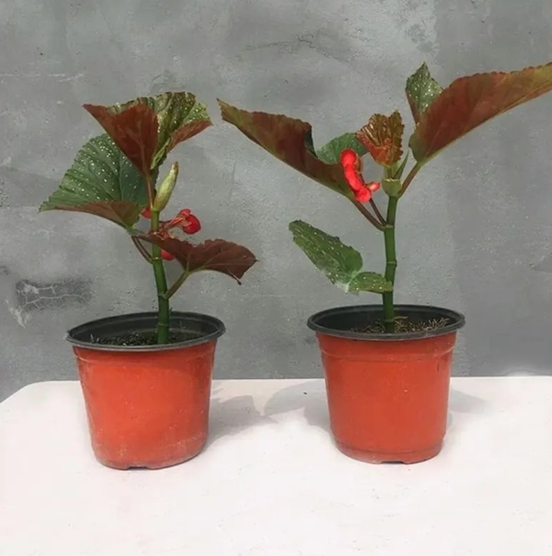 竹节海棠花四季斑点秋海棠花苗室内客厅阳台盆栽花卉绿植开花