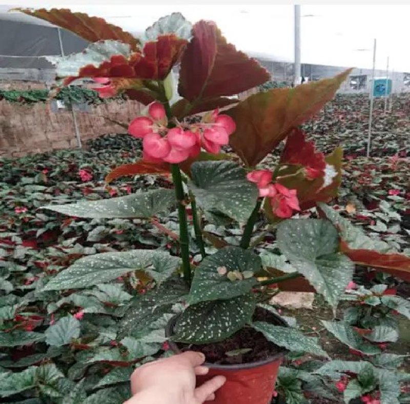 竹节海棠花四季斑点秋海棠花苗室内客厅阳台盆栽花卉绿植开花