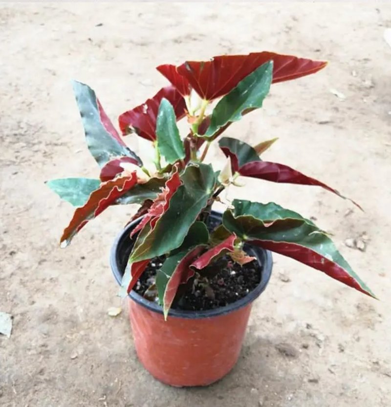 竹节海棠花四季斑点秋海棠花苗室内客厅阳台盆栽花卉绿植开花