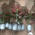 竹节海棠花四季斑点秋海棠花苗室内客厅阳台盆栽花卉绿植开花