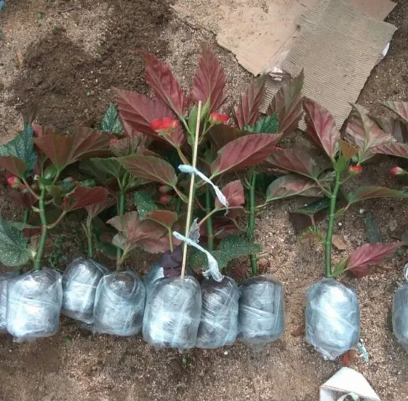 竹节海棠花四季斑点秋海棠花苗室内客厅阳台盆栽花卉绿植开花