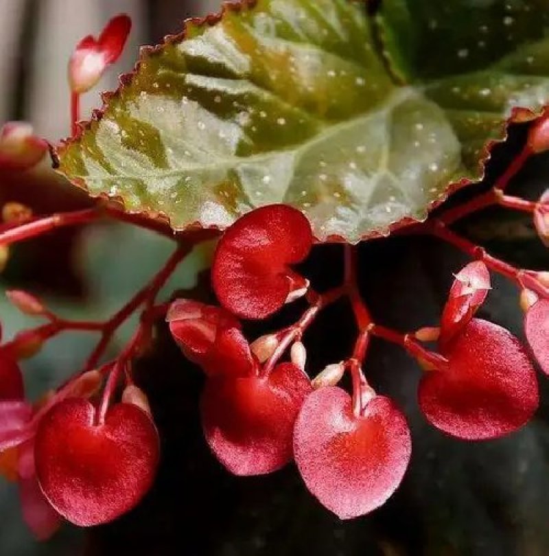 竹节海棠花四季斑点秋海棠花苗室内客厅阳台盆栽花卉绿植开花