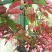 竹节海棠花四季斑点秋海棠花苗室内客厅阳台盆栽花卉绿植开花