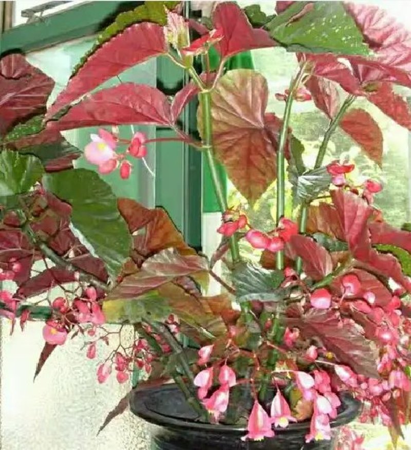 竹节海棠花四季斑点秋海棠花苗室内客厅阳台盆栽花卉绿植开花