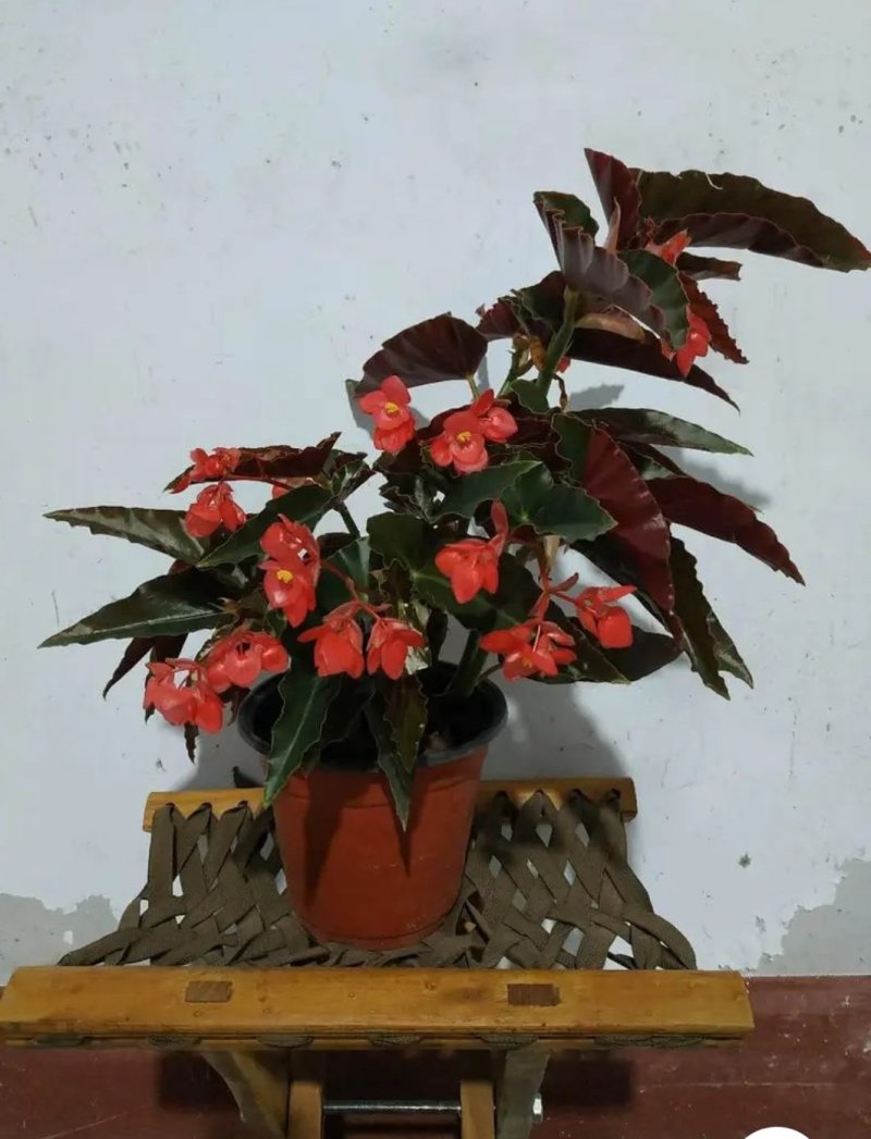 竹节海棠花四季斑点秋海棠花苗室内客厅阳台盆栽花卉绿植开花
