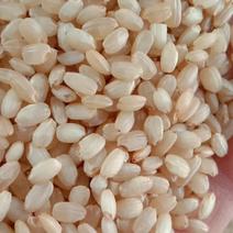 批发低温烘焙原料熟糙米，豆浆专用