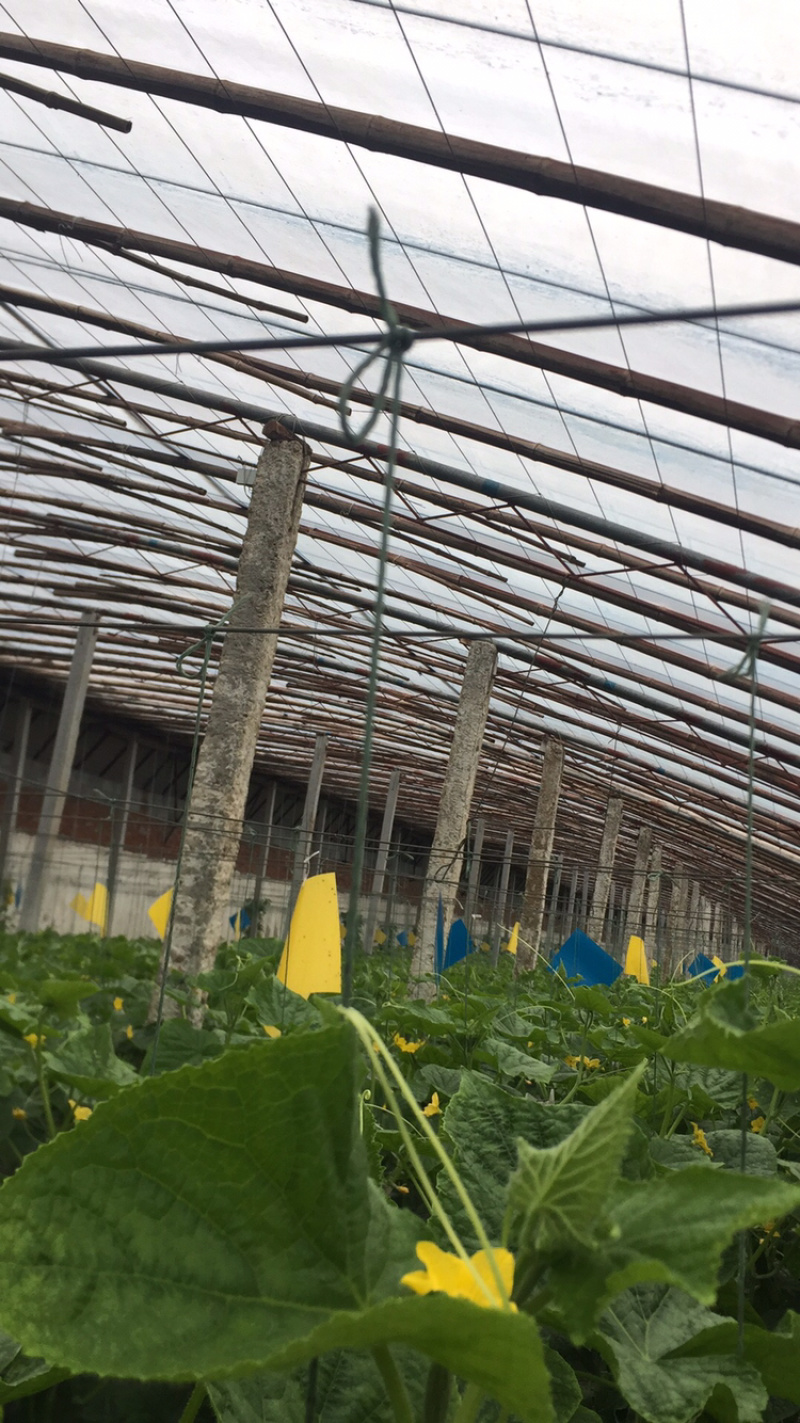 水果黄瓜干花不染花