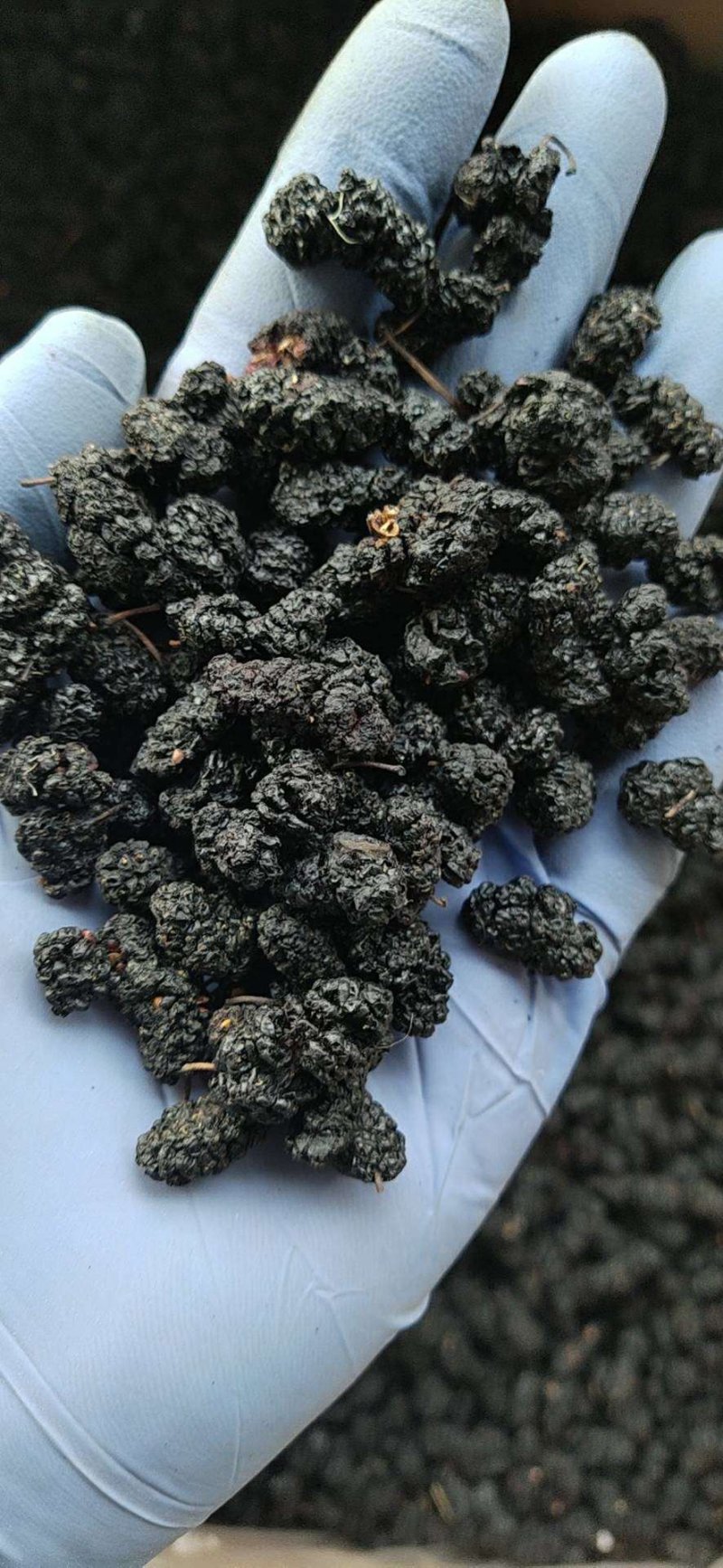 桑葚干，各种等级，无杂质，无添加，欢迎订购批发食用桑葚干