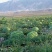 宁夏中卫硒砂瓜基地直发货源充值价格美丽，欢迎咨询