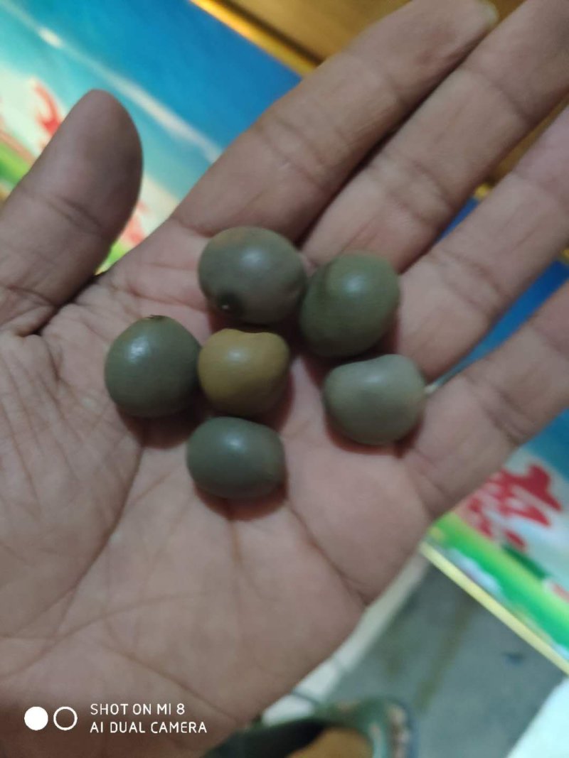 批发中药材大托叶云实