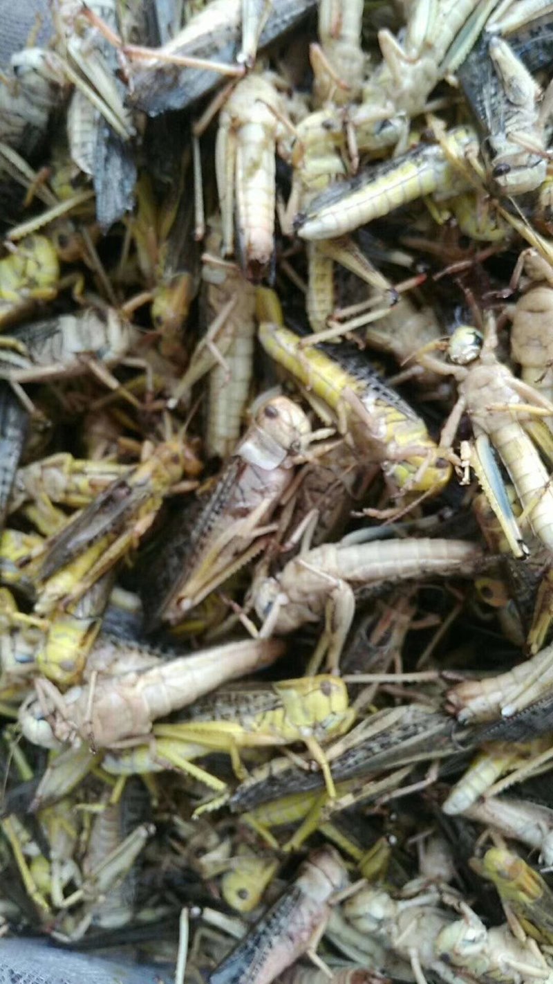 干冻大蚂蚱质量好无水
