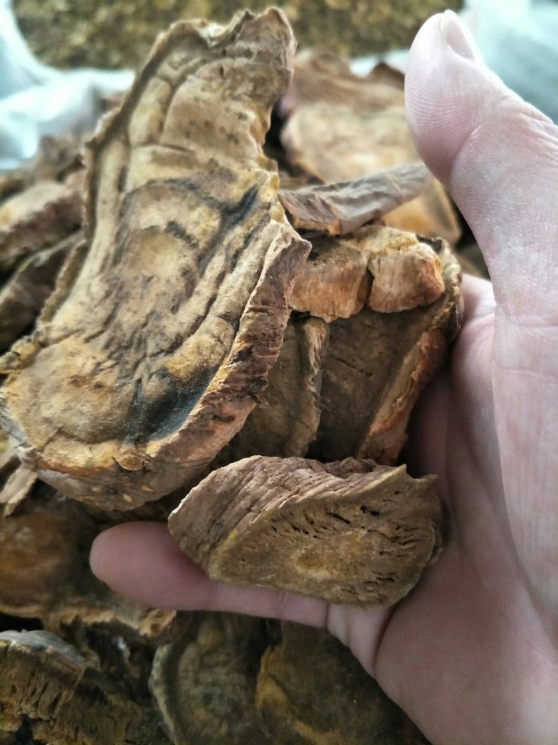 大黄，常年批发供应中药材马蹄大黄