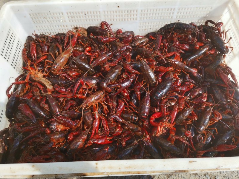 龙虾