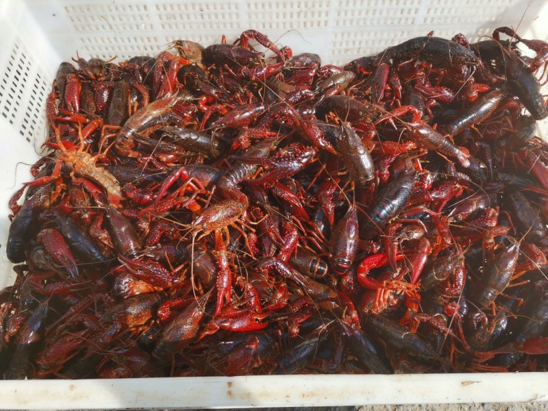 龙虾