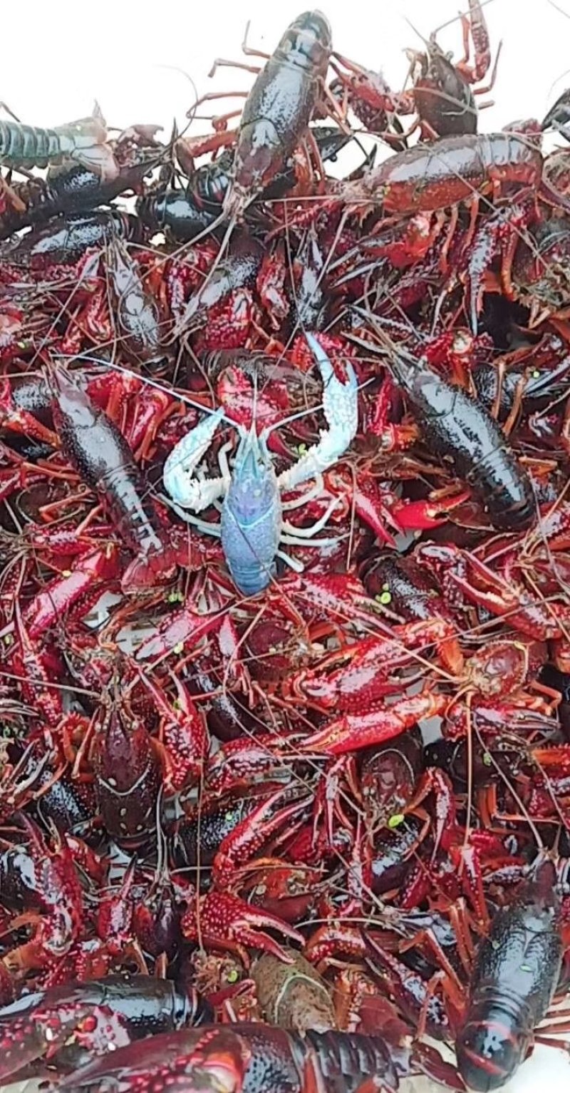 龙虾