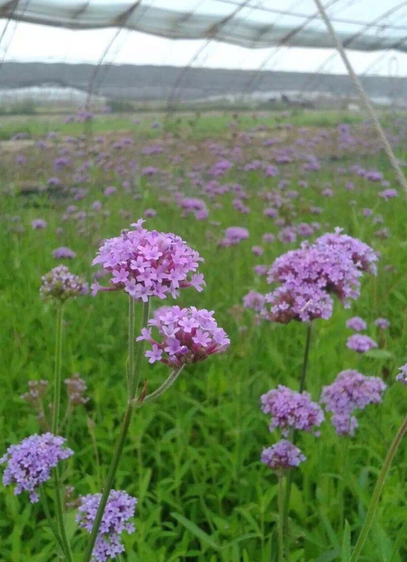 马鞭草种子柳叶马鞭草，宽叶马鞭草打造花海公园