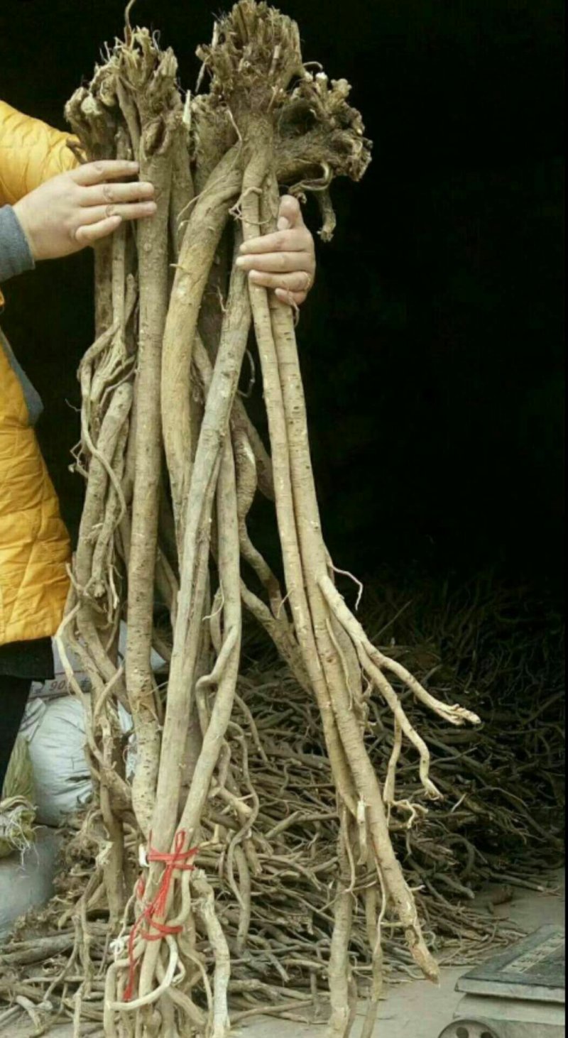 野生黄芪产地直销批发零售