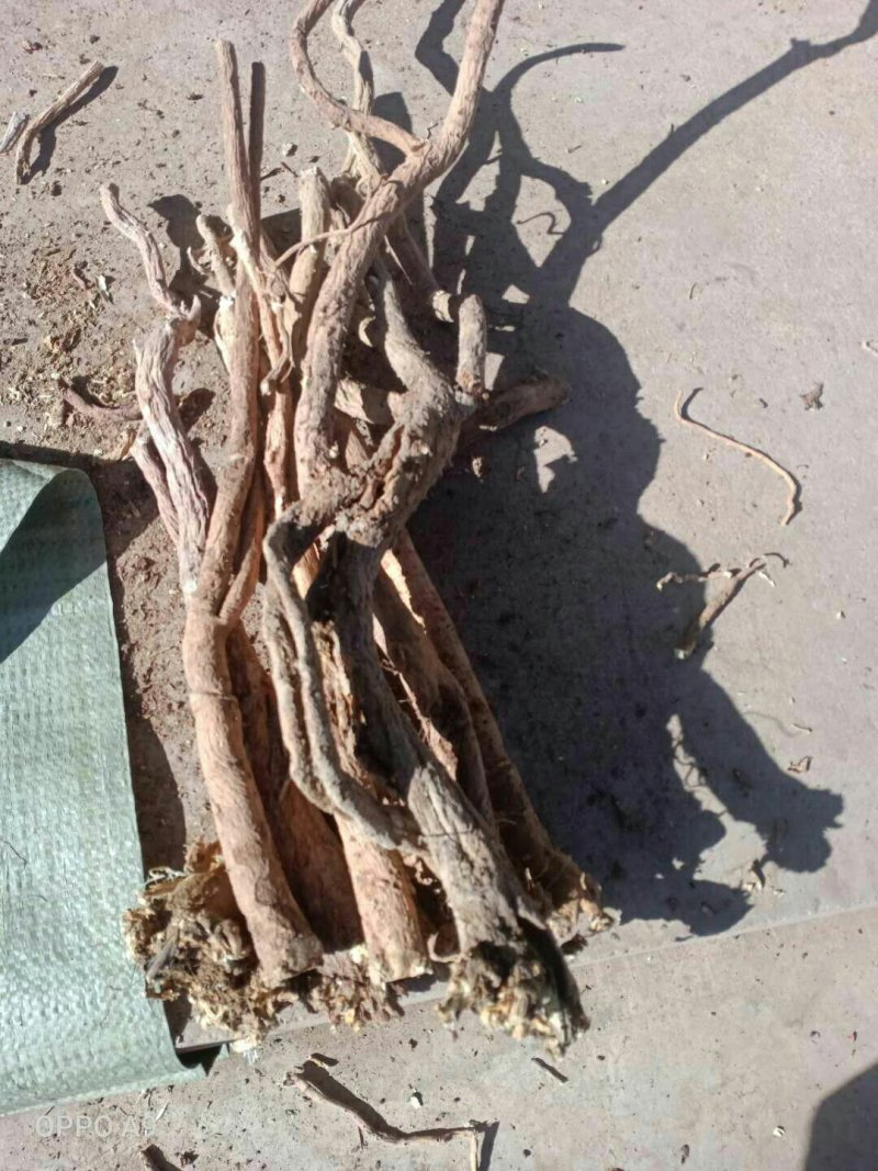 野生黄芪产地直销批发零售