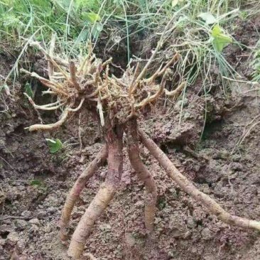 野生黄芪产地直销批发零售