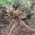 野生黄芪产地直销批发零售