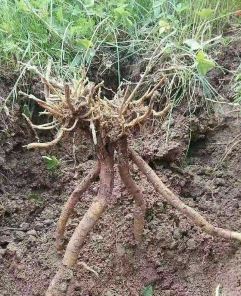 野生黄芪产地直销批发零售