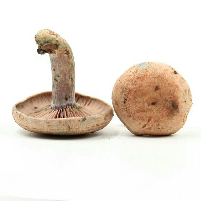 松树菇，野生蘑菇，谷熟菇三九菇
