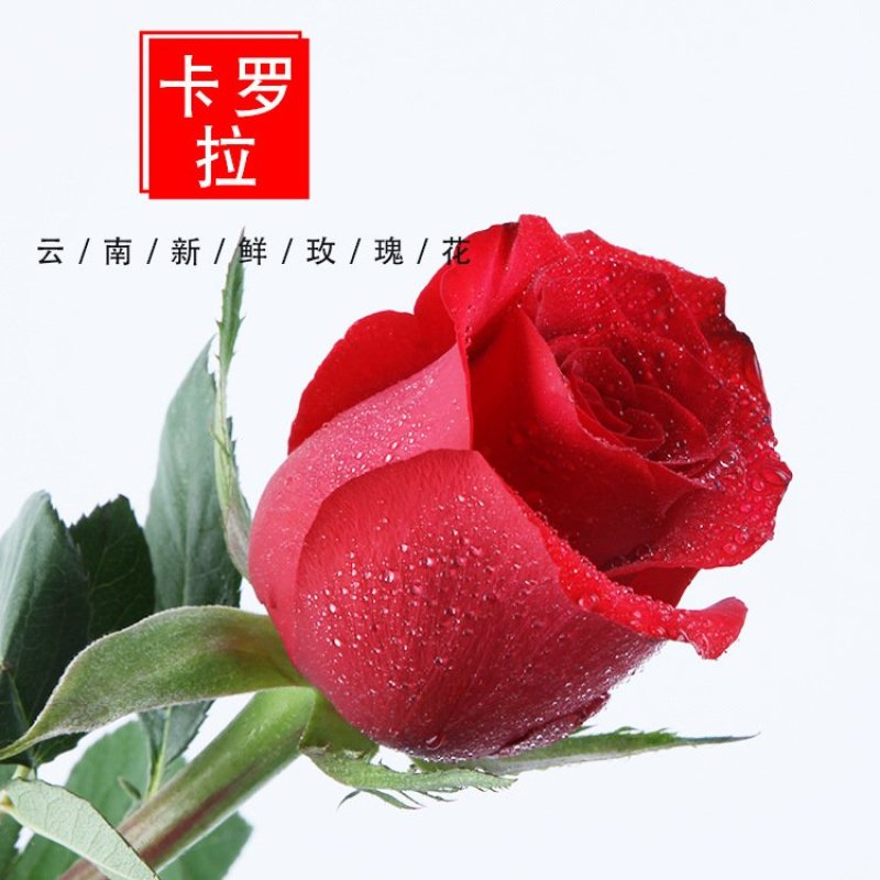 玫瑰鲜切花基地大量供应红玫瑰卡罗拉保证质量品种齐全